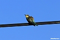 Abelharuco 16